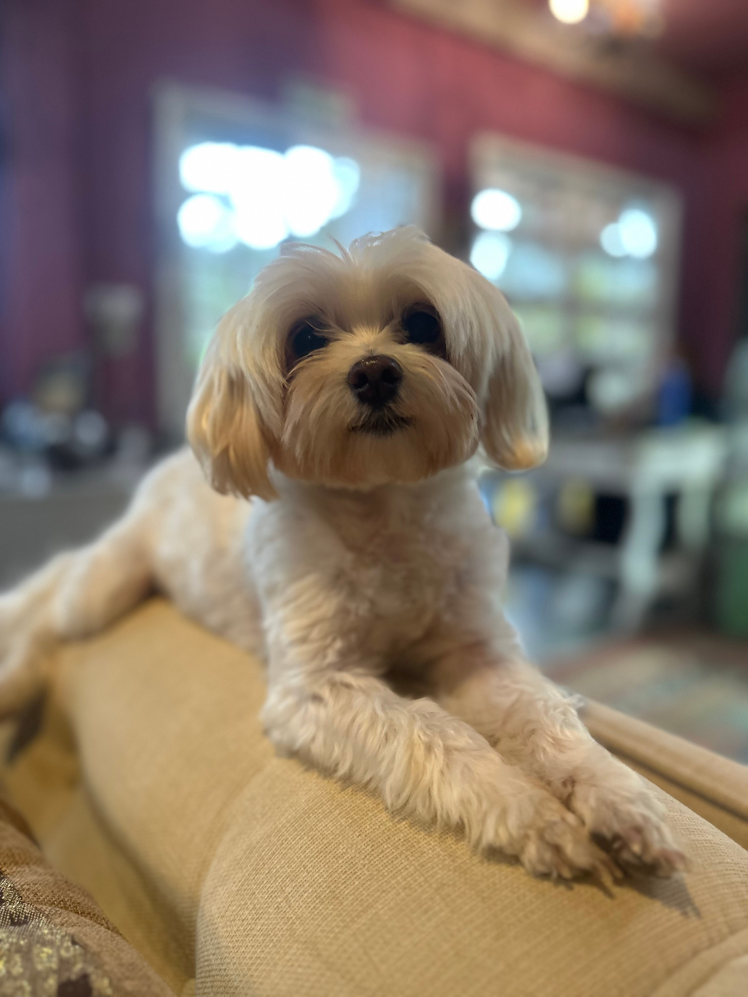 Família com seu cão em uma área verde da Aldeia
